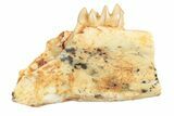 Fossil Early Ungulate (Oxacron) Jaw - France #248695-1
